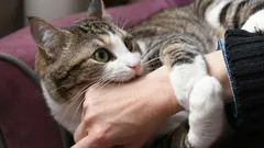 This color in your home can slowly drive cats crazy — check your house