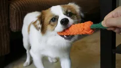 Toys That Save the Day: How One Item Completely Changes a Hyperactive Dog’s Behavior