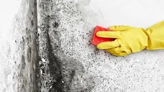 Mold and mildew will disappear without a trace — you only need ingredients everyone has at home