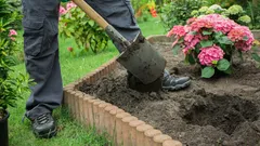 Plant It and Forget It: Shrubs That Look More Luxurious Than Roses Without Constant Care