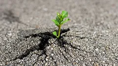 These Plants Can Destroy Concrete: What You Should Never Plant in Your Yard