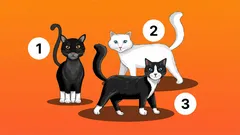 Which kitten would you choose? A psychology test that reveals hidden personality traits