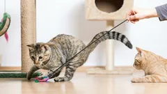 How Much Exercise Do Cats Need, and How Do You Train Them? Experts Weigh In