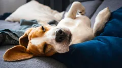 These Dogs Sleep the Most: An Expert Names Five Breeds