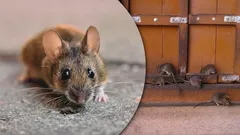 Mice Will Leave on Their Own - One Simple Trick Will Make Rodents Instantly Leave Your Home