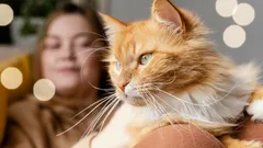The main signs of love in cats: 10 signals that will help you understand your pet