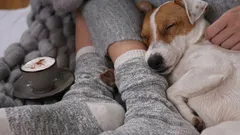 Why does a dog constantly sleep at its owner's feet – surprising reasons and facts