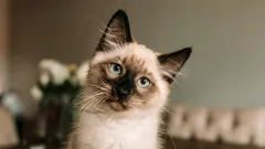 Which Cats Are the Most Beautiful in the World? Experts Name 6 Gorgeous Breeds