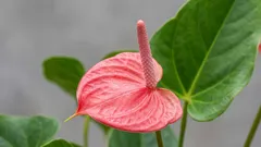 Experts Named the Ideal Spot for a Peace Lily — It Will Bloom Year-Round