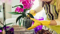 No Flowers: A Gardener Explains What to Do if Your Orchid Stops Blooming