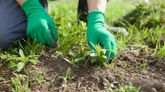 Many people pull it out for no reason: This plant isn’t a weed, but an indispensable garden helper